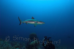 How close can you get to the sharks in Sudan ? by Simon Pickering 